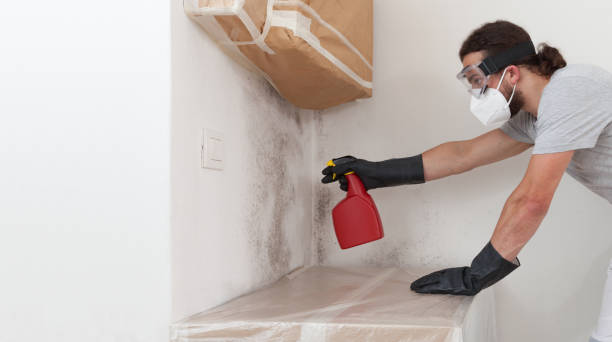 Professional Basement Mold Removal technician working in Prospect Heights, IL