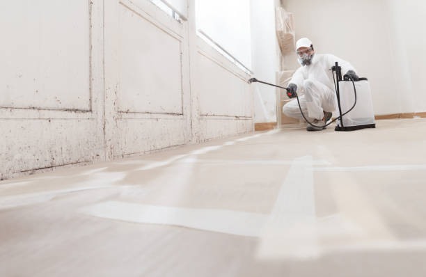 24/7 Emergency Basement Mold Removal experts in Prospect Heights, IL