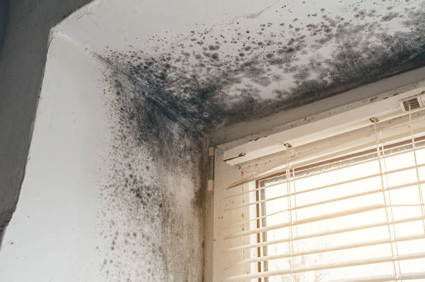 Affordable Basement Mold Removal solutions in Prospect Heights, IL