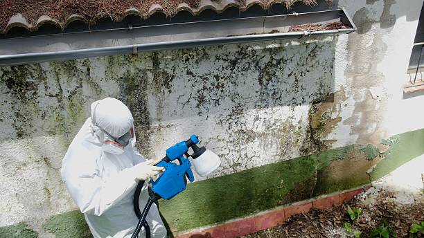 Top rated local Basement Mold Removal specialists in Prospect Heights, IL